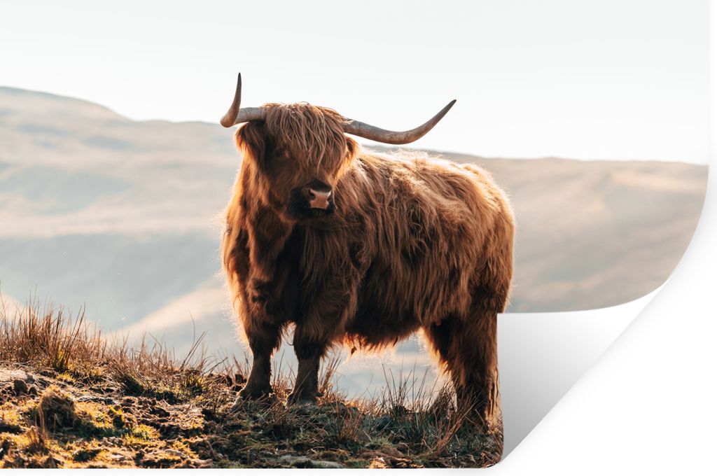 MuchoWow Wandtattoo Wandsticker Wandaufkleber Schottische Highlander - Tiere - Ländlich - Landschaft - Kuh - Natur 30x20 cm Selbstklebend und Re...