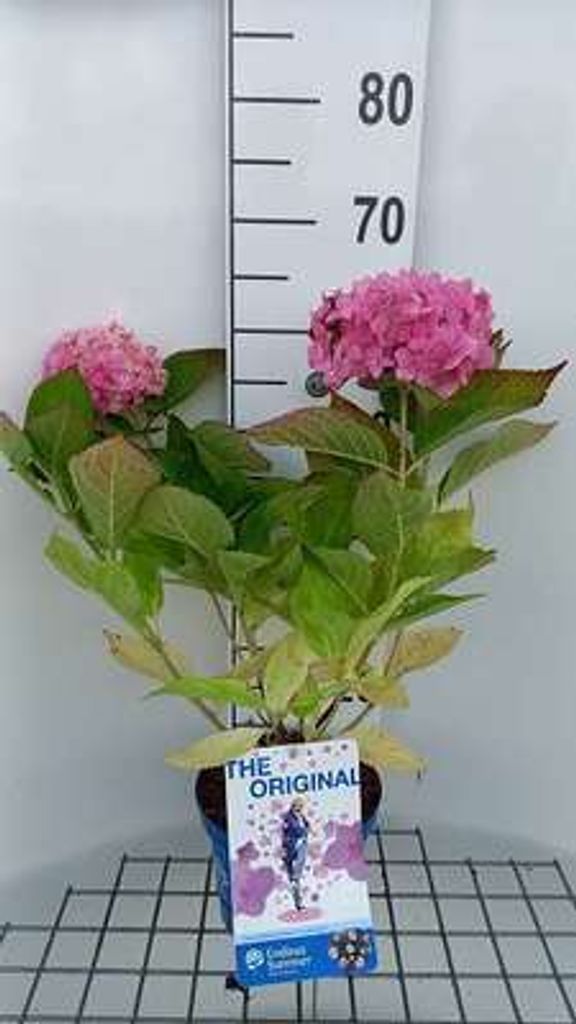 Hydrangea macr. 'Endless Summer The Original'®pink - Zdjęcie produktu 