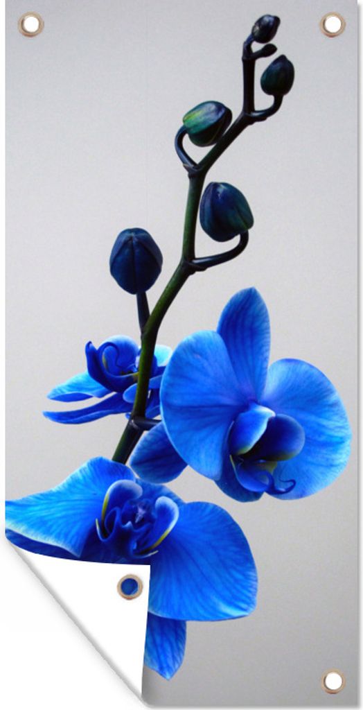 MuchoWow 40x80 cm Outdoor-Poster Gartendeko Sichtschutz Garten Poster für den Garten Blaue Orchidee