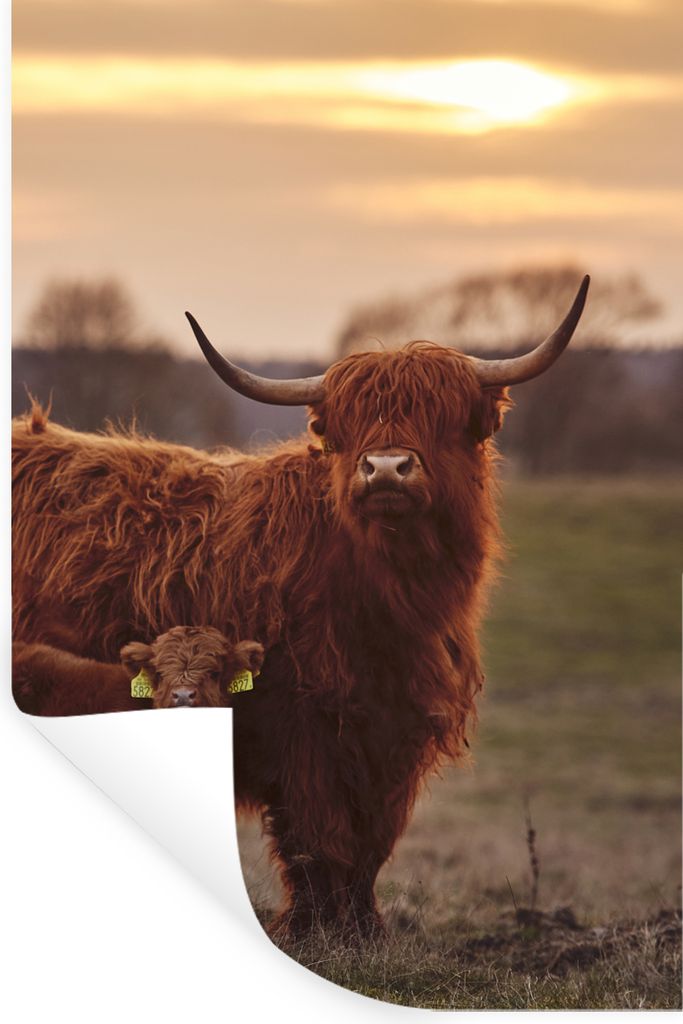 MuchoWow Wandtattoo Wandsticker Wandaufkleber Schottische Highlander - Tiere - Landschaft - Sonnenuntergang - Kuh 40x60 cm Selbstklebend und Repo...