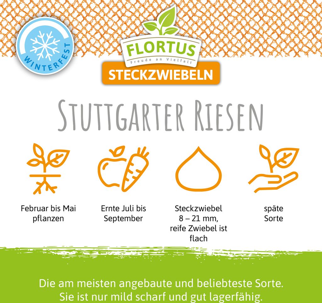 Wintersteckzwiebel Stuttgarter Riesen | Steckzwiebeln von Produktbild 2