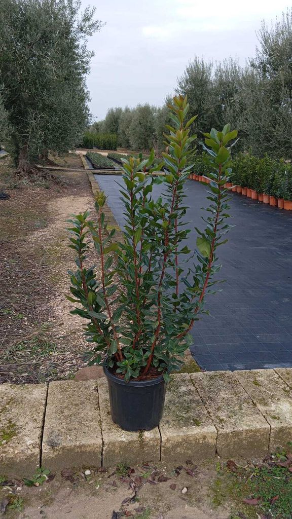 Arbutus Unedo – Corbezzolo (Erdbeerbaum) ca. 140 cm / P30 – Dekorative Pflanze für Garten, Terrasse & Balkon, immergrün, winterhart