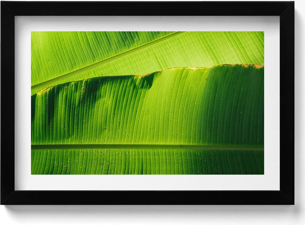 Grüne Bananenblätter in der Sonne– Wandbild mit Rahmen – Gerahmtes Bild – Wanddekoration – 30x20 cm – Schwarz Rahmen