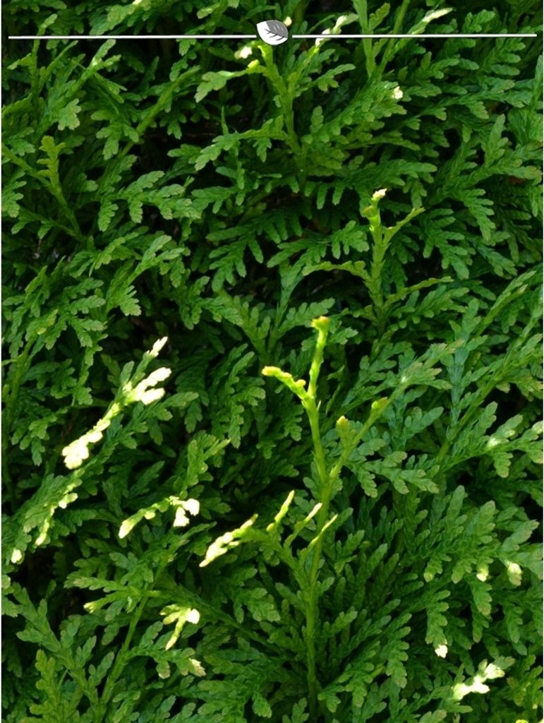Lebensbaum Thuja Brabant 180-200 cm, 20x Heckenpflanze Produktbild 4