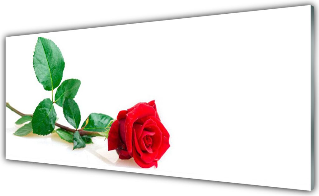 Acrylglasbilder 125x50 Wandbild Druck Rose Pflanzen