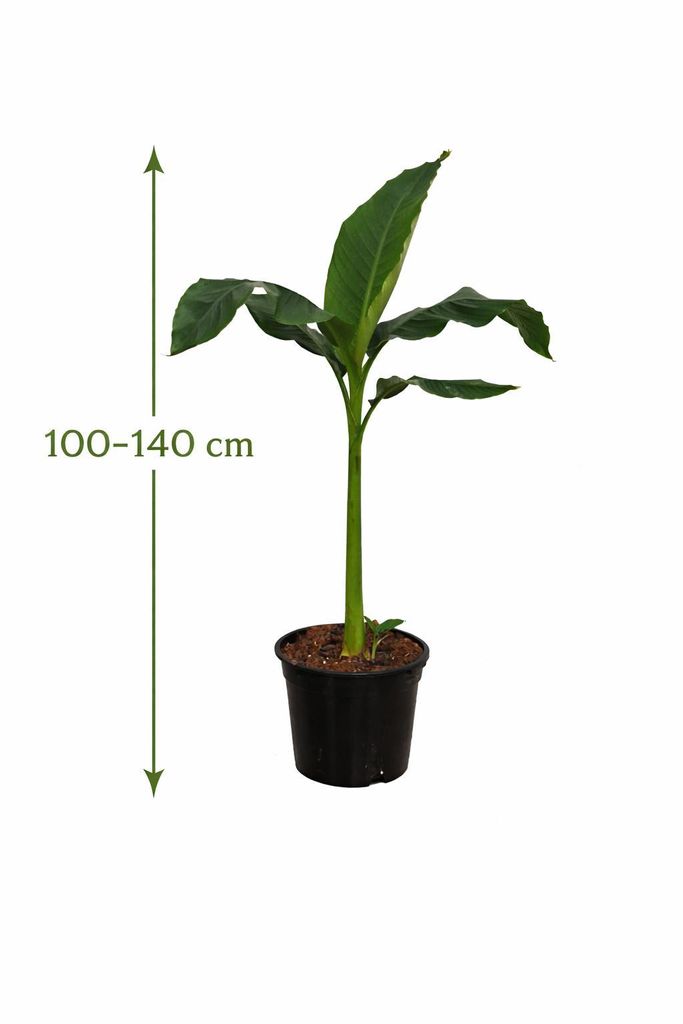 peruvian cactus Peruvian Apple Cactus main image 0
