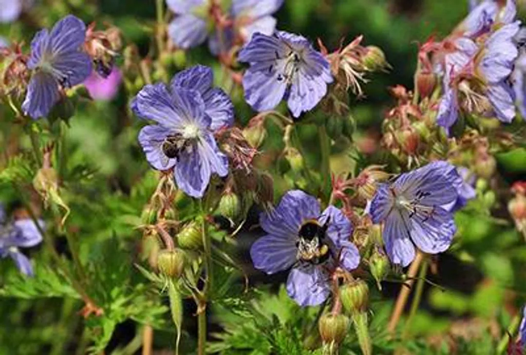 Plante vivace Géranium pratense Mrs. Kendall Clark - Lot de 6 pots