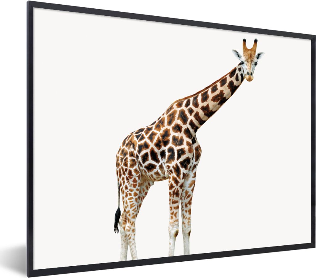 MuchoWow Gerahmtes Poster Giraffe - Tiere - Weißer Hintergrund - Kinder - Junge - Mädchen 80x60 cm - Poster mit Schwarzem Bilderrahmen Wandpost...