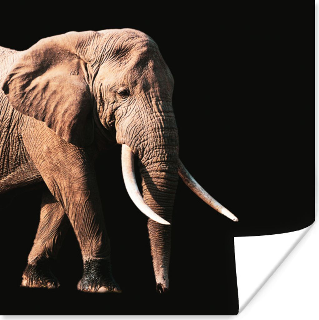 MuchoWow Poster Elefant - Zähne - Tiere 30x30 cm - Wandposter - Printing
