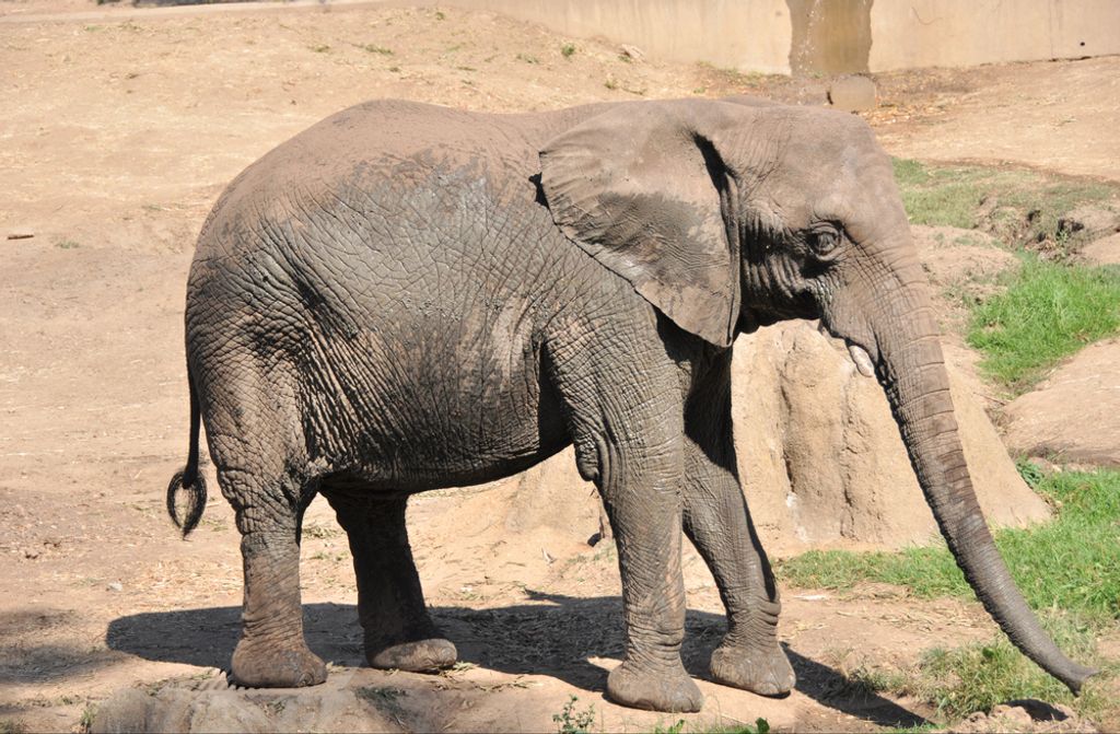 hansepuzzle 86034 - Elefant Puzzle, 500 Teile, Tierwelt, 46,0 x 30,0cm mit hochwertiger Aufbewahrung, Kartonbox und wiederverschließbarem Beutel