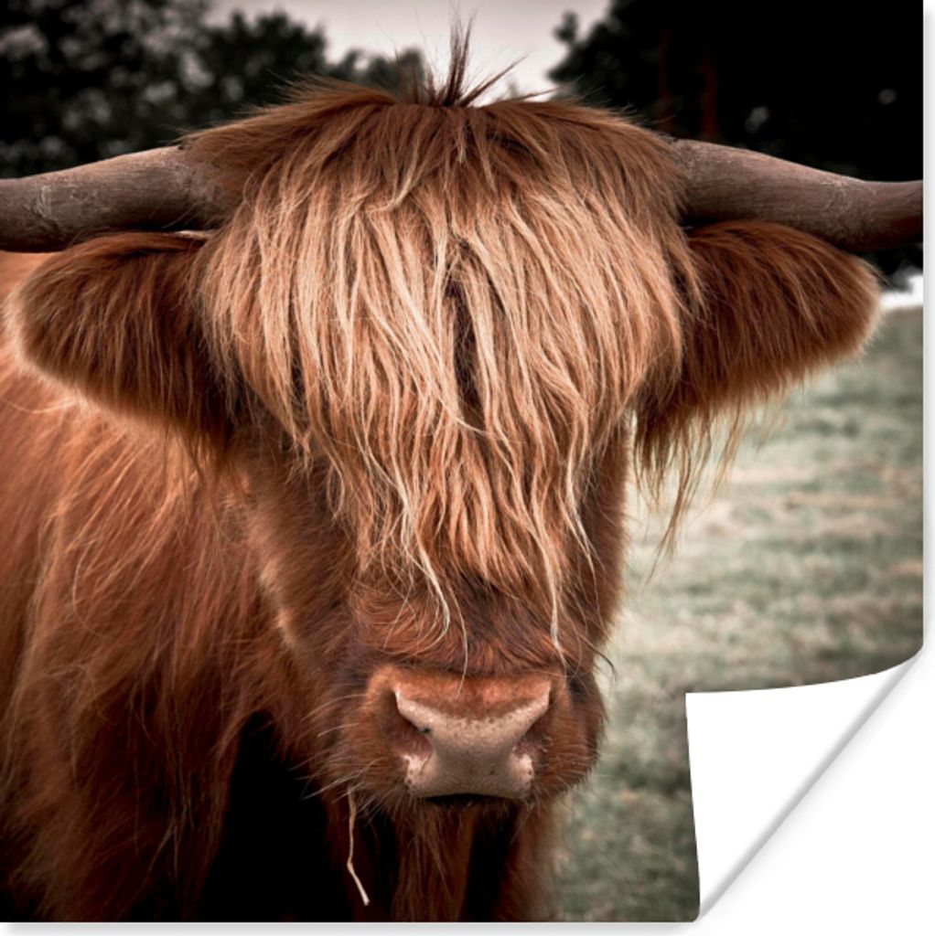 MuchoWow Poster Schottischer Highlander - Baum - Gras 50x50 cm - Wohnzimmerdekoration