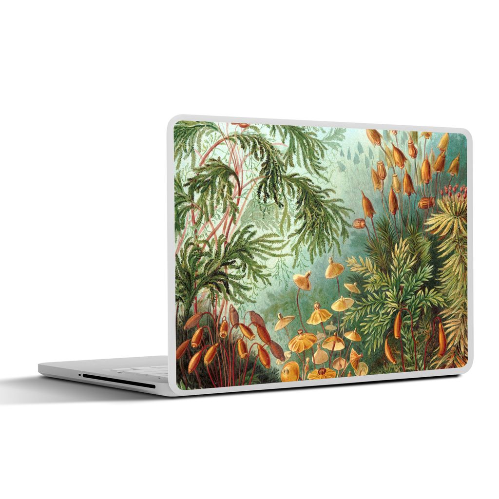 MuchoWow Laptop Aufkleber Sticker Cover Alte Meister - Kunst - Muscinae - Haeckel 31x22.5 cm - Laptop-Deko