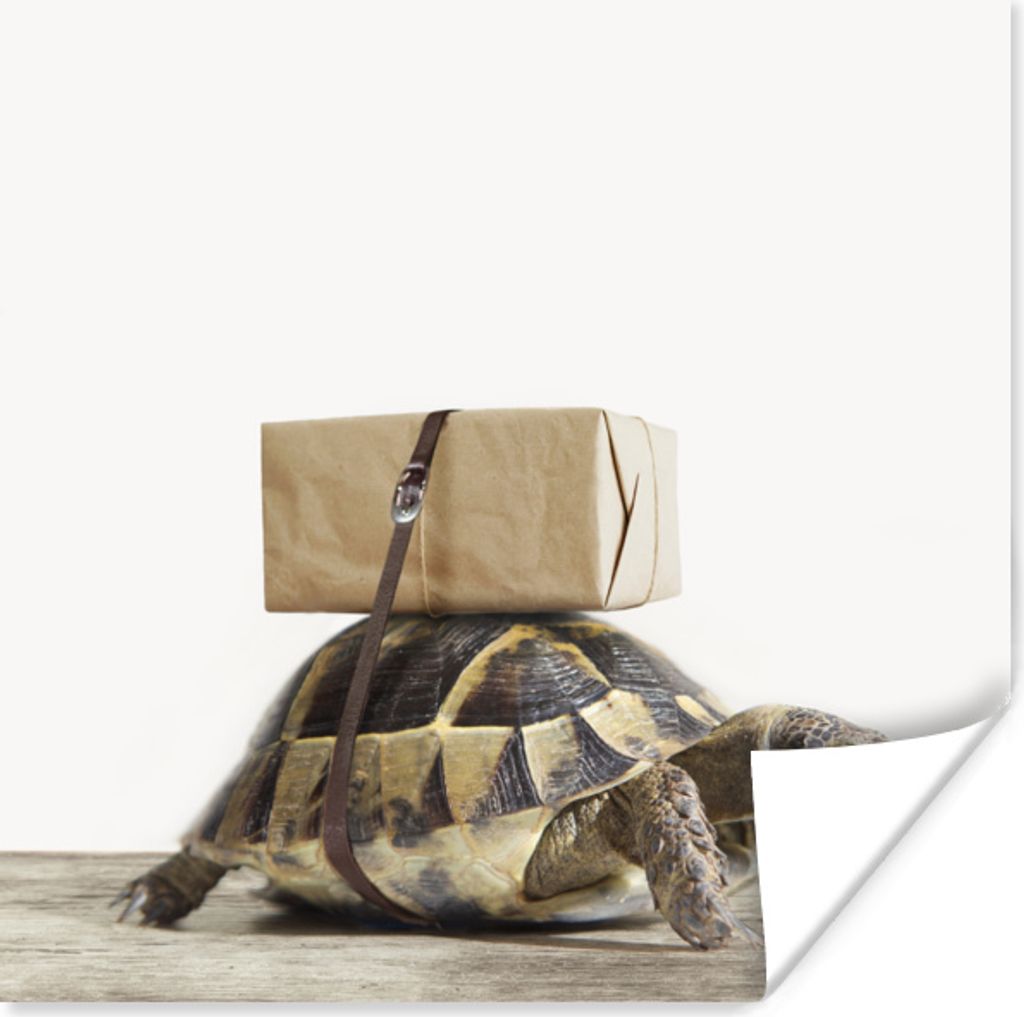 MuchoWow Poster Schildkröte - Holz - Weiß - Jungen - Mädchen - Kinder 75x75 cm - Wand Dekoration