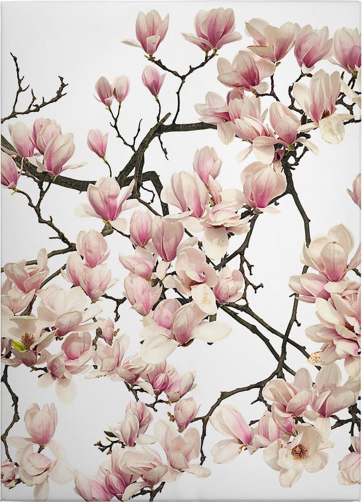 Leinwandbild Blumen Floral 70 x 50 cm - Wandbild Weiß Rosa - Keilrahmen Blüten Wohnzimmerdeko Wanddeko Wandgemälde