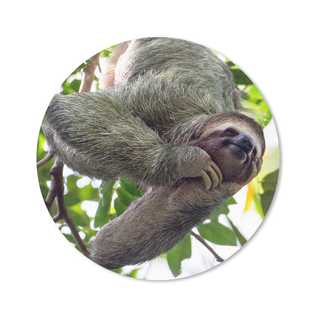MuchoWow Mauspad Mousepad Ein lachendes Faultier hängt in den grünen Bäumen 30x30 cm - Mousepads - Maus Mat - Pad - Mausunterlage - Tischunter...