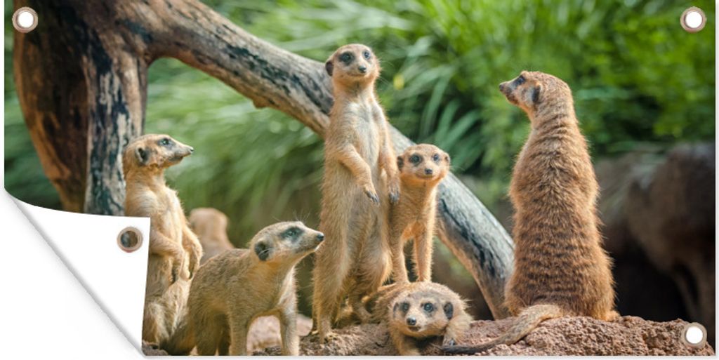 MuchoWow 160x80 cm Outdoor-Poster Gartendeko Sichtschutz Garten Poster für den Garten Familie - Tiere - Erdmännchen