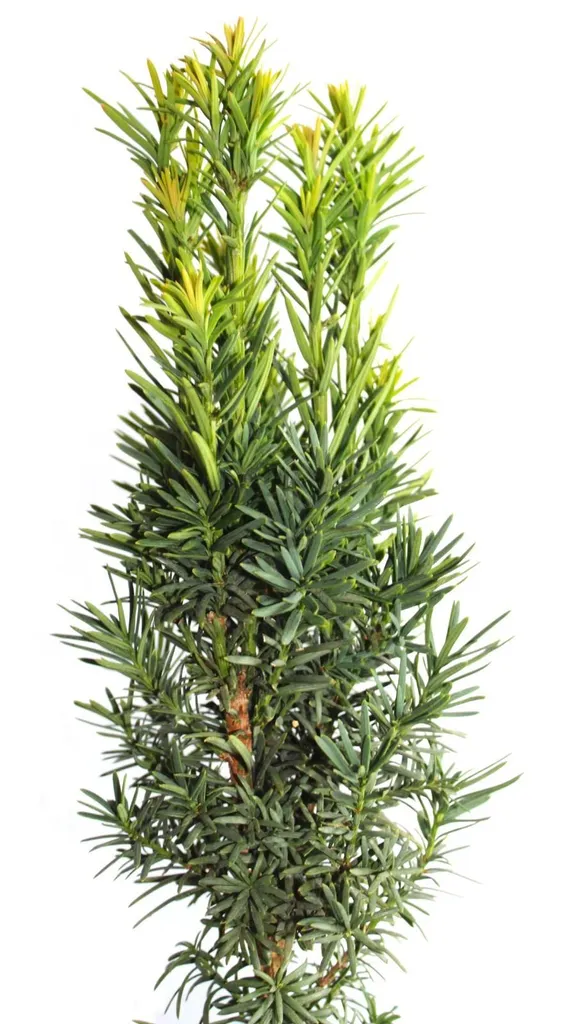 Taxus Fastigiata Robusta 90-100 cm - If vertical résistant au froid