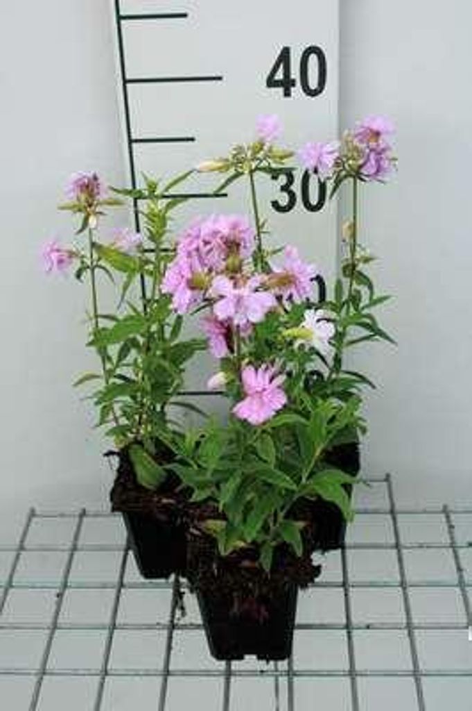 6 x Saponaria off. 'Rosea Plena' - Seifenkraut - Topf 9 x 9 cm