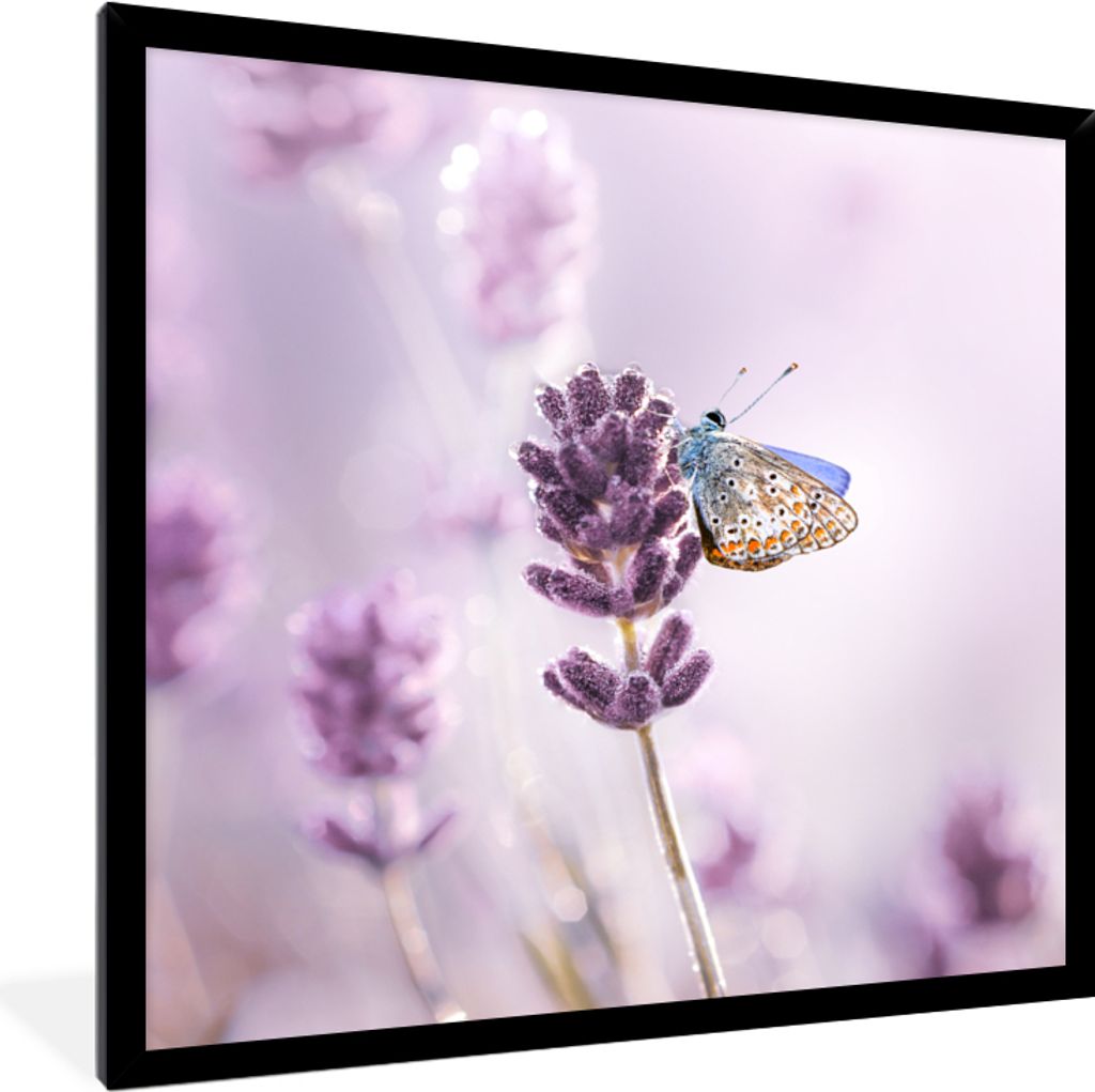 MuchoWow Gerahmtes Poster Lavendel - Schmetterling - Nahaufnahme - Lila 40x40 cm - Poster mit Schwarzem Bilderrahmen Wandposter Rahmen Foto Bilde...