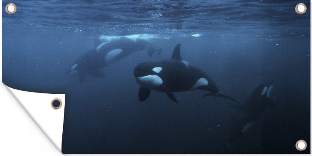 MuchoWow 80x40 cm Outdoor-Poster Gartendeko Sichtschutz Garten Poster für den Garten Orcas unter Wasser