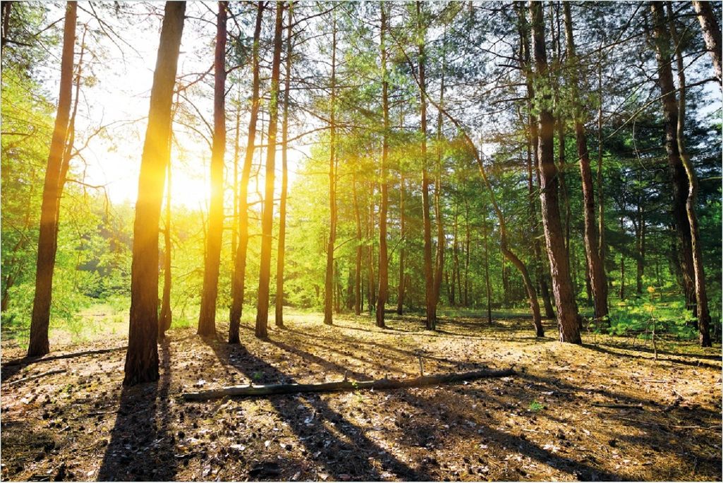 Wallario selbstklebendes Poster - Sonnenstrahlen tief hinter dem Wald, Größe: 100 x 150 cm