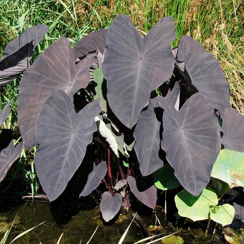 Colocasia Wasserpflanze Knolle Uferpflanze Colocasia Black Magic 1 St.