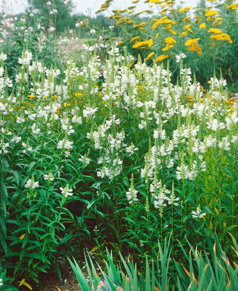 Physostegia virginiana 'Alba', Geißblatt, weiß, ca. 9x9 cm Topf
