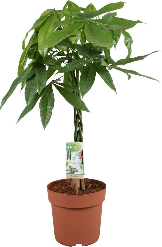 Pachira aquatica – 70cm – Glückskastanie mit geflochtenem Stamm – Immergrüne Zimmerpflanze für Wohn- & Büroräume – Pflegeleicht & luft...