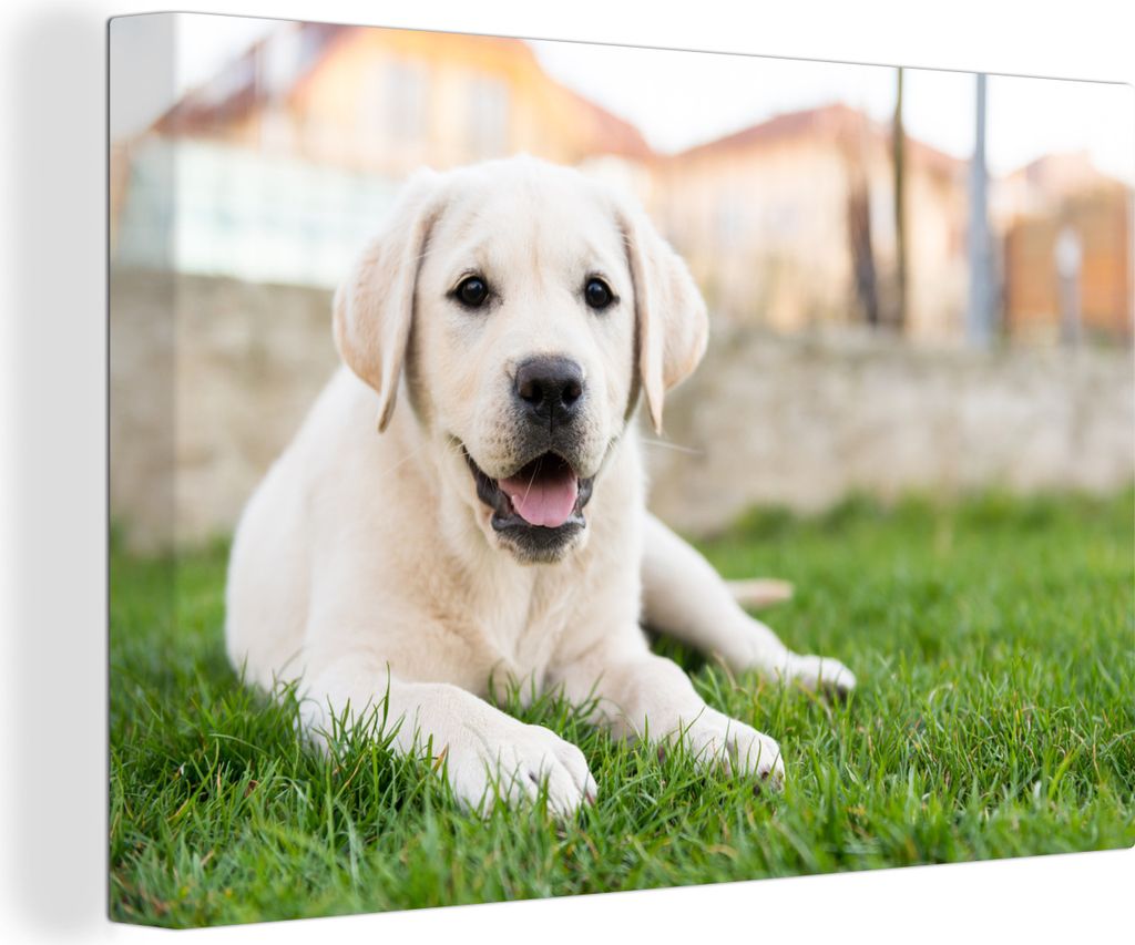 OneMillionCanvasses - Leinwandbilder - 140x90 cm, Weißer Labrador Retriever im Gras liegend, Wandbilder Kunstdruck Wanddekoration - Foto auf Lei...