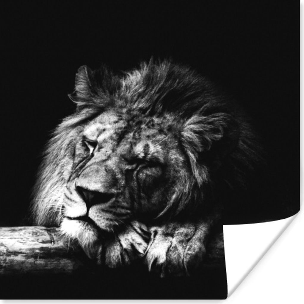 MuchoWow Poster Löwe - Baum - Schlaf - Schwarz - Weiß 75x75 cm - Wand Dekoration