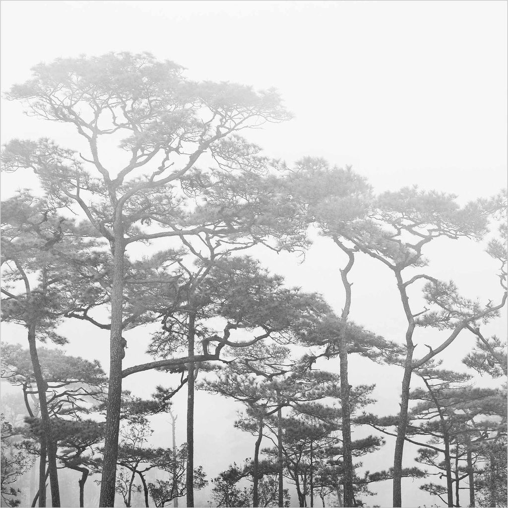 Fototapete Wald - Vliestapete - Bildtapete UV-beständig Design Motiv Wandtapete geruchsfrei