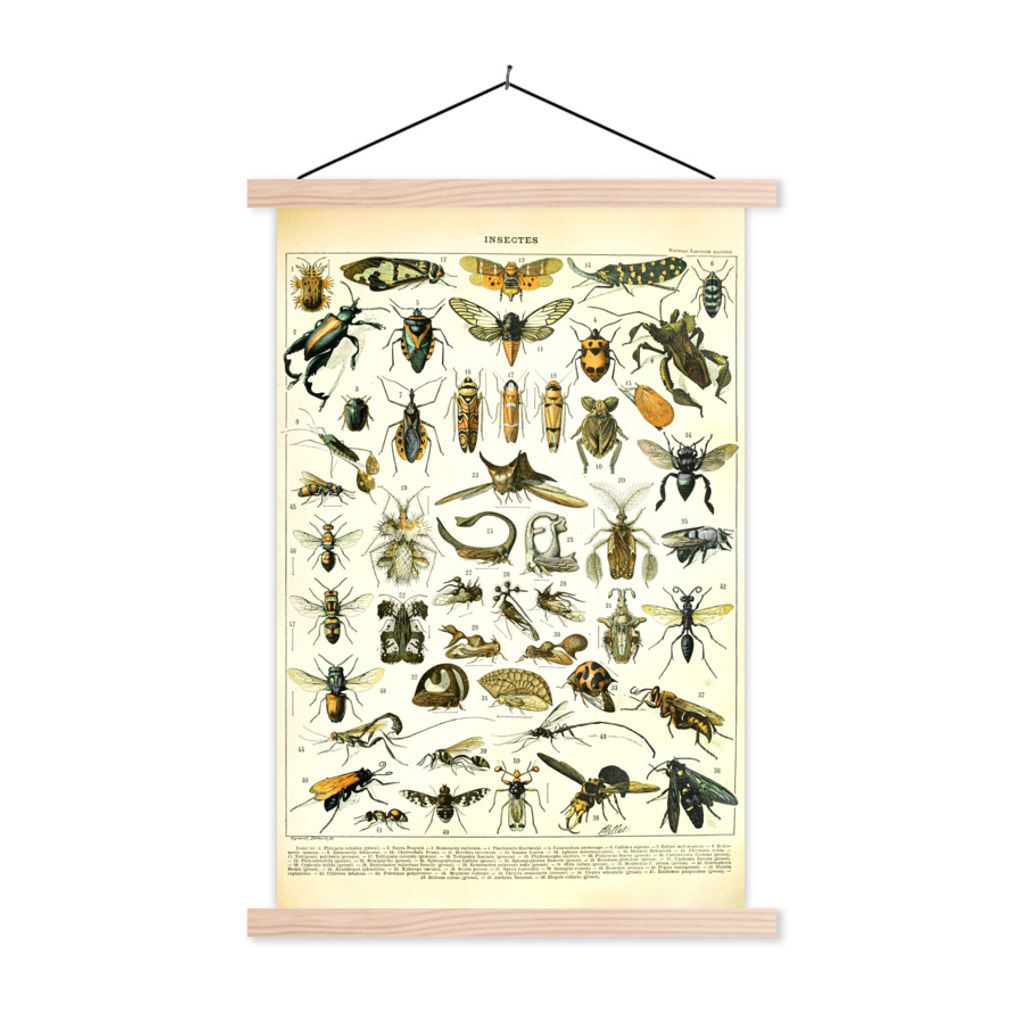 MuchoWow Textilposter Insekten - Tiere - Jahrgang 40x60 cm mit holzfarbenen Rahmen - Poster