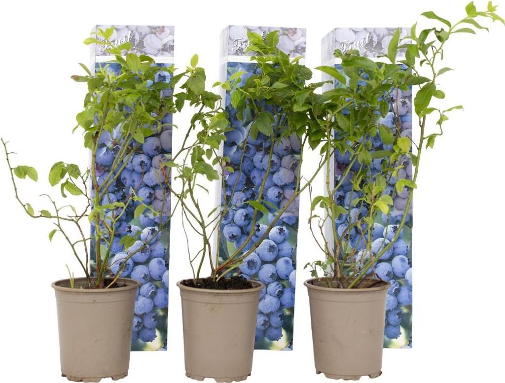 Blaubeere - 6 Stk - Vaccinium corymbosum 'Sunshine Blue' - Produktbild 