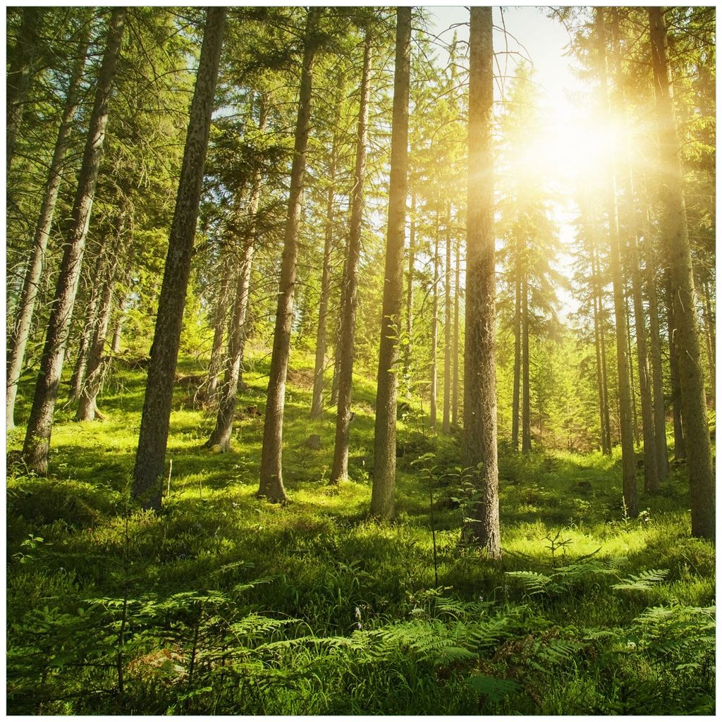Wallario Wandbild aus Acryl, 50 x 50 cm, freischwebende Optik - Sonnenstrahlen im Nadelwald mit Moos und Farn