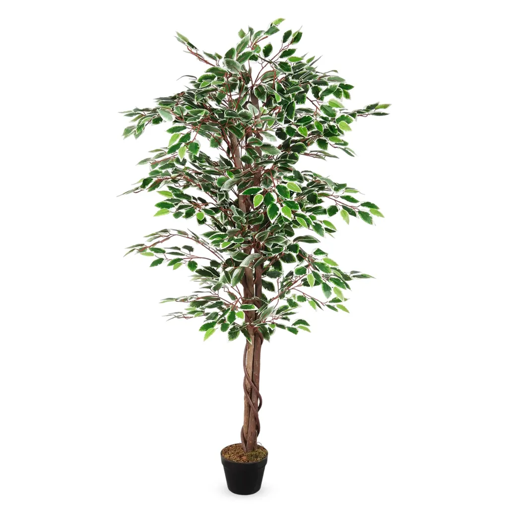 Plante verte pour salon et bureau - Benjamini 160 cm sans entretien