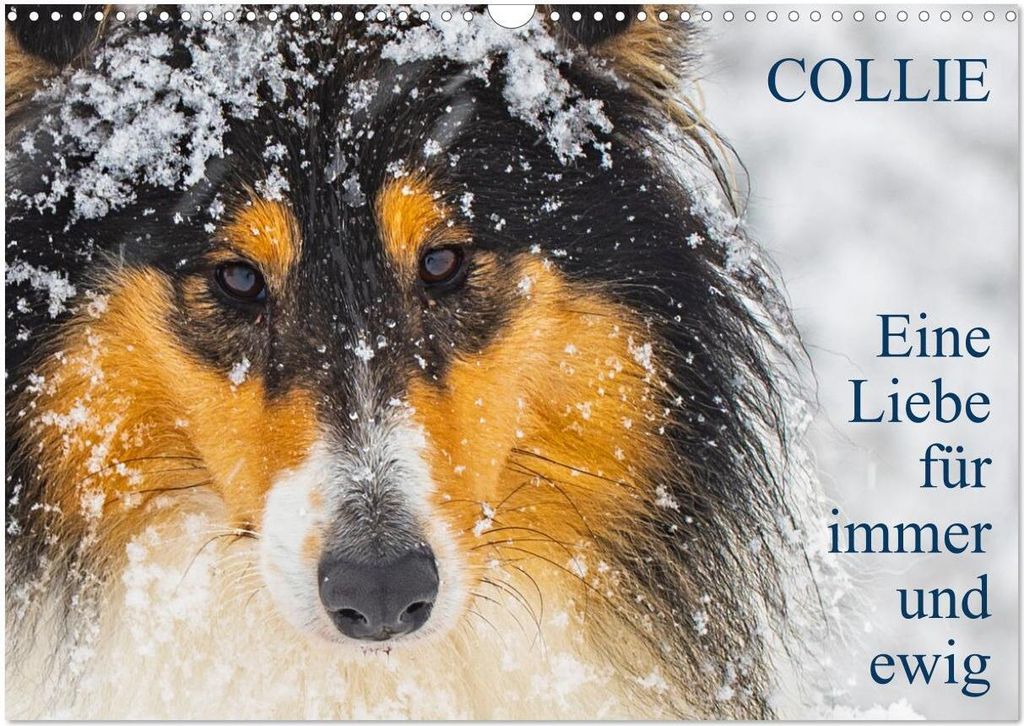 Collies - Eine Liebe für immer und ewig (Wandkalender 2026 DIN A3 quer), CALVENDO Monatskalender