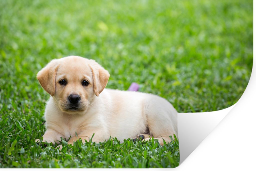 MuchoWow - Aufkleber