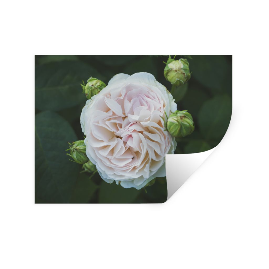 MuchoWow Wandtattoo Wandsticker Wandaufkleber Rosa - Weiß - Grün 80x60 cm Selbstklebend und Repositionierbar - Faltenfrei