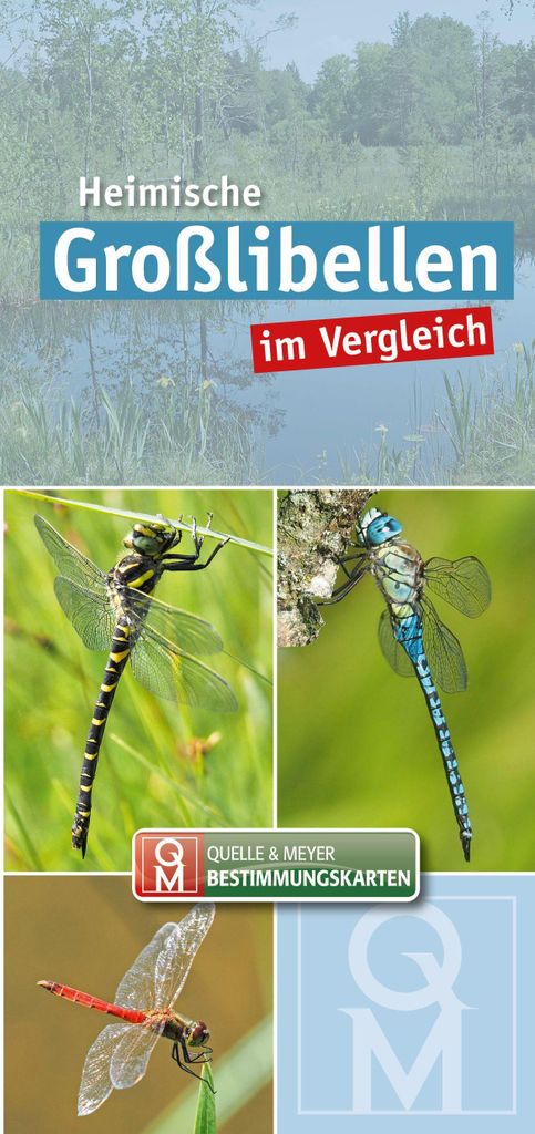 Heimische Großlibellen im Vergleich