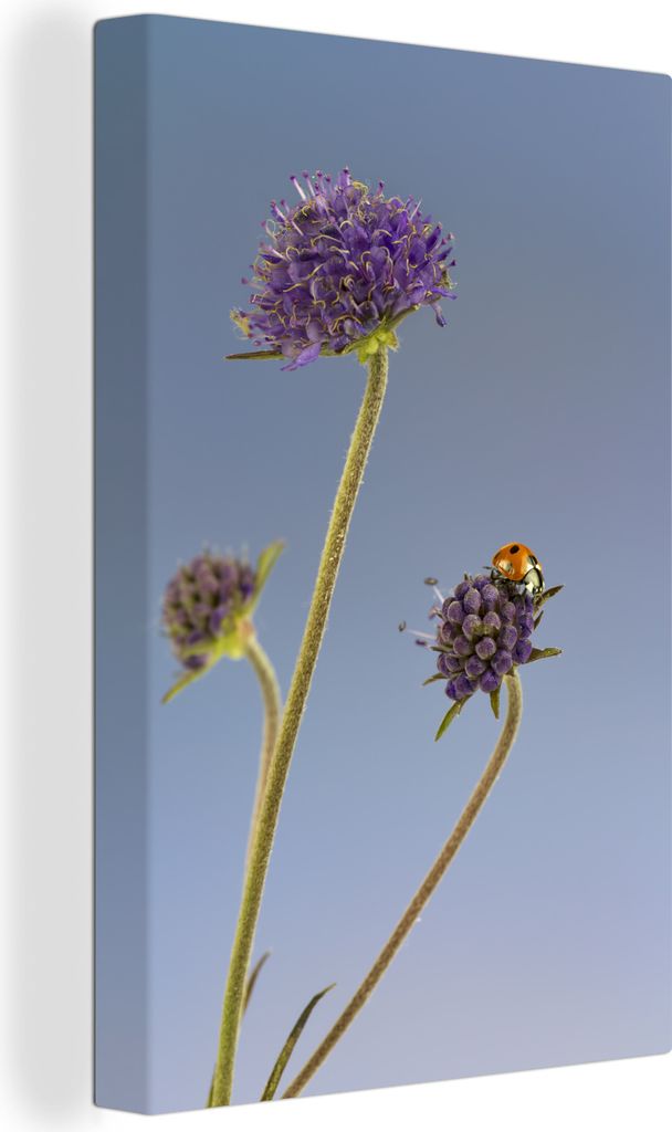 OneMillionCanvasses - Leinwandbilder - 90x140 cm, Marienkäfer auf Blume blauer Himmel, Wandbilder Kunstdruck Wanddekoration - Foto auf Leinwand ...