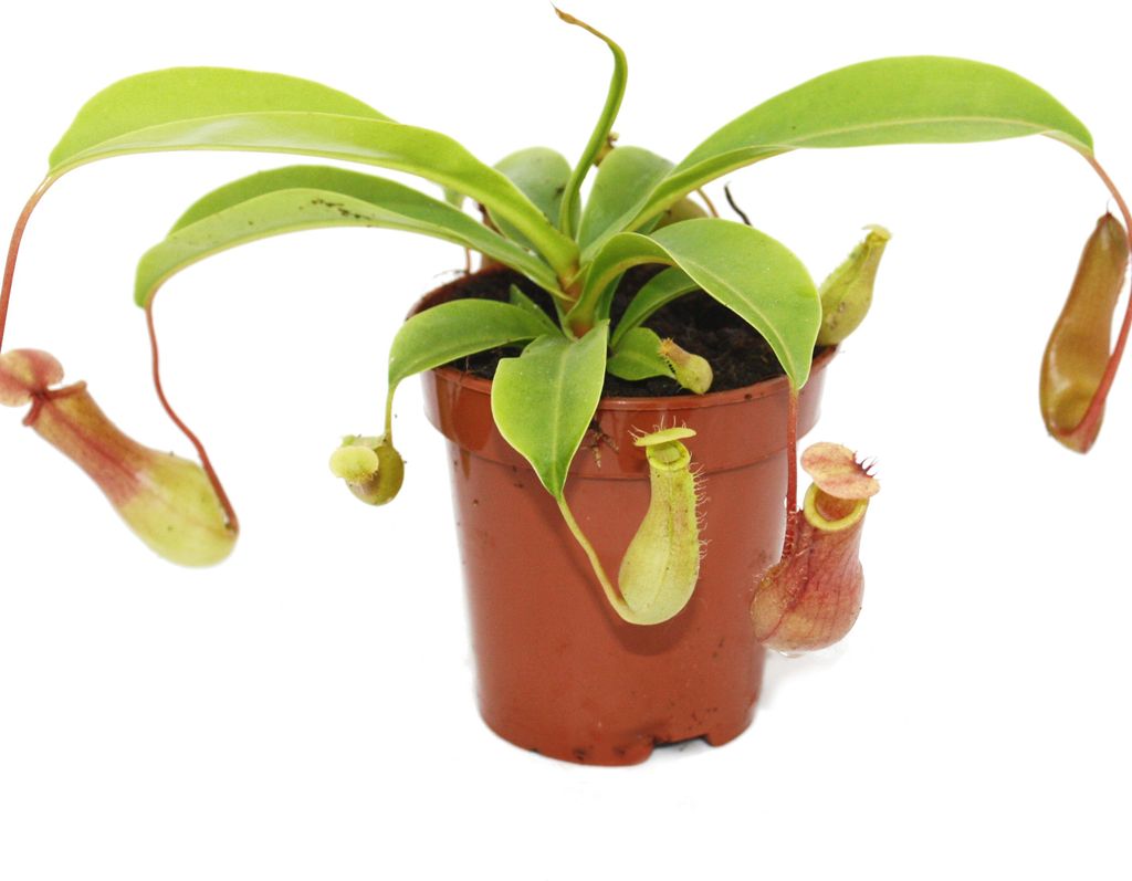 Pianta brocca - Nepenthes - vaso 9cm Immagine del prodotto 