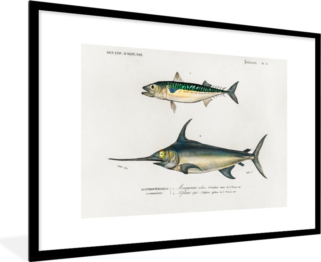 MuchoWow MuchoWow Gerahmtes Poster Fisch - Vintage - Farbe 90x60 cm - Poster mit zchwarzem Bilderrahmen - Wanddekoration - Fotos
