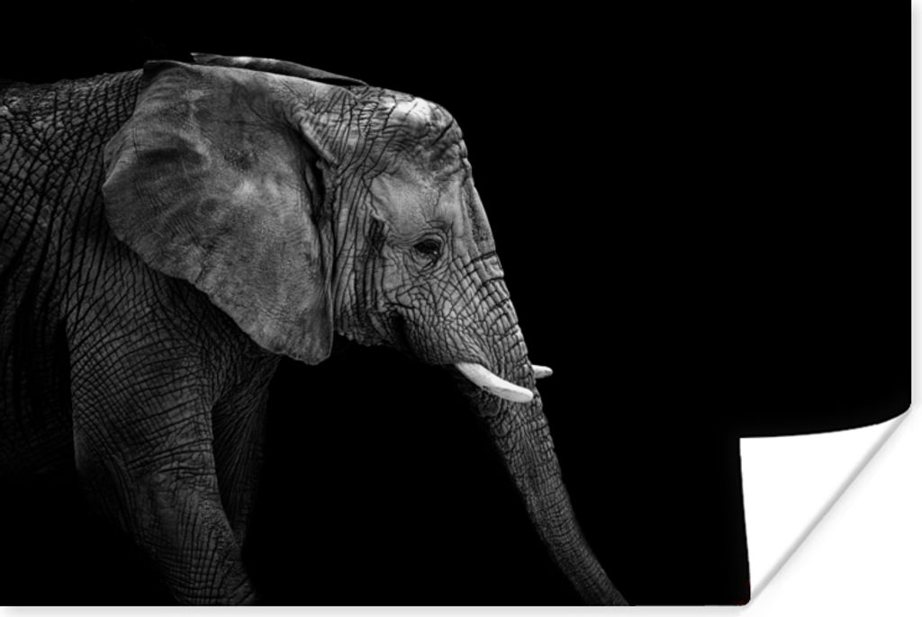 MuchoWow Poster Elefant - Schwarz und weiß - Porträt - Tiere 30x20 cm - Plakate - Print