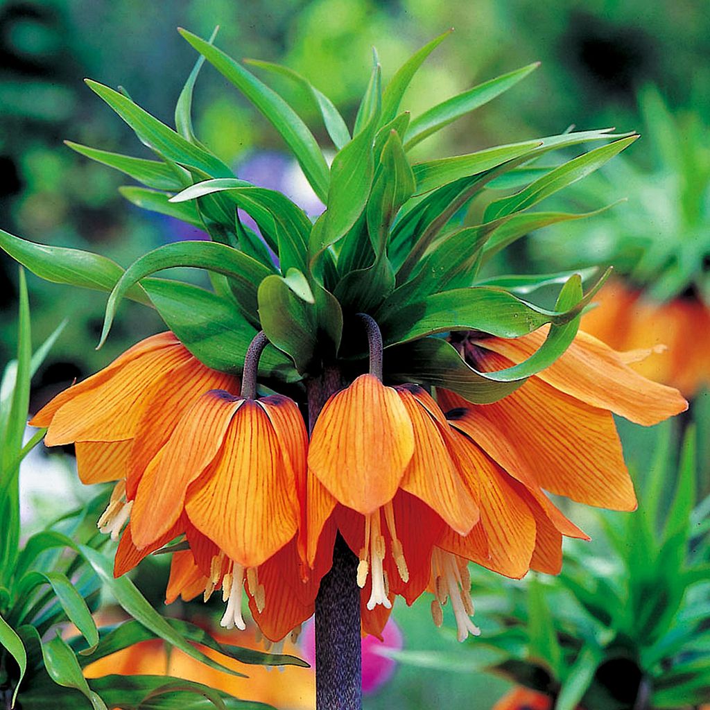 Blumenzwiebeln Zwiebeln Blumen Fritillaria Kaiserkrone Produktbild 