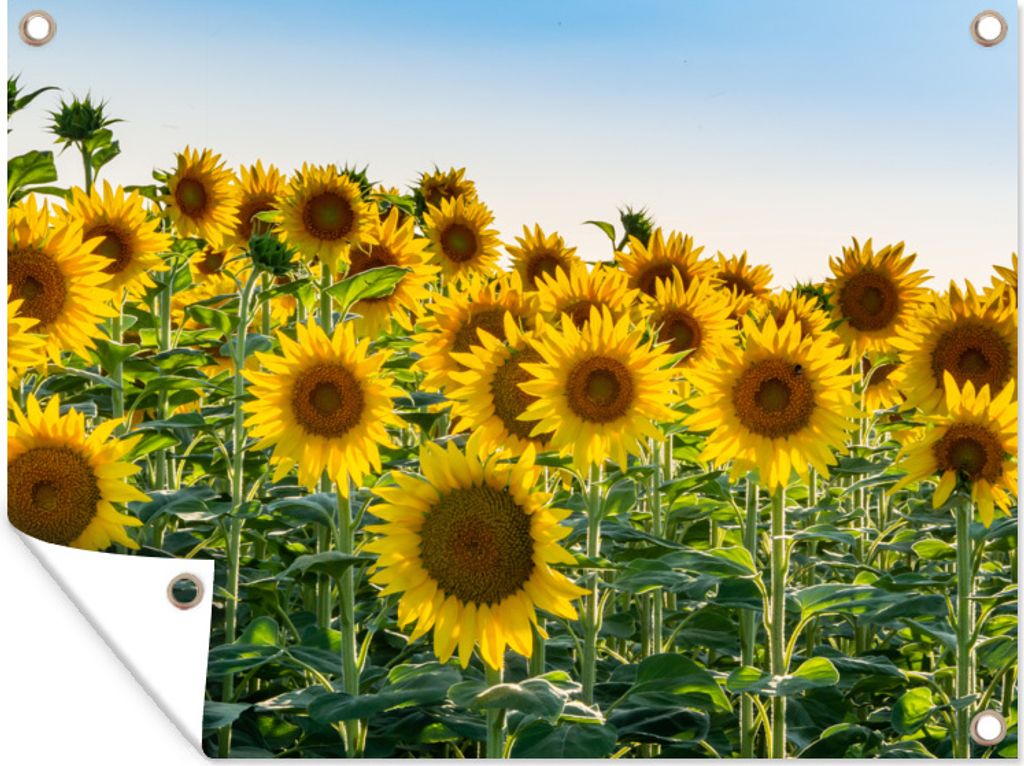 MuchoWow 80x60 cm Outdoor-Poster Gartendeko Sichtschutz Garten Poster für den Garten Sonnenblumen stehen dicht beieinander