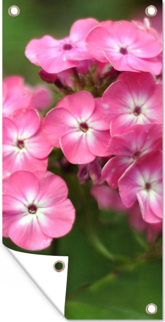 MuchoWow 30x60 cm Outdoor-Poster Gartendeko Sichtschutz Garten Poster für den Garten Rosa Schmetterlinge mit grünem Hintergrund