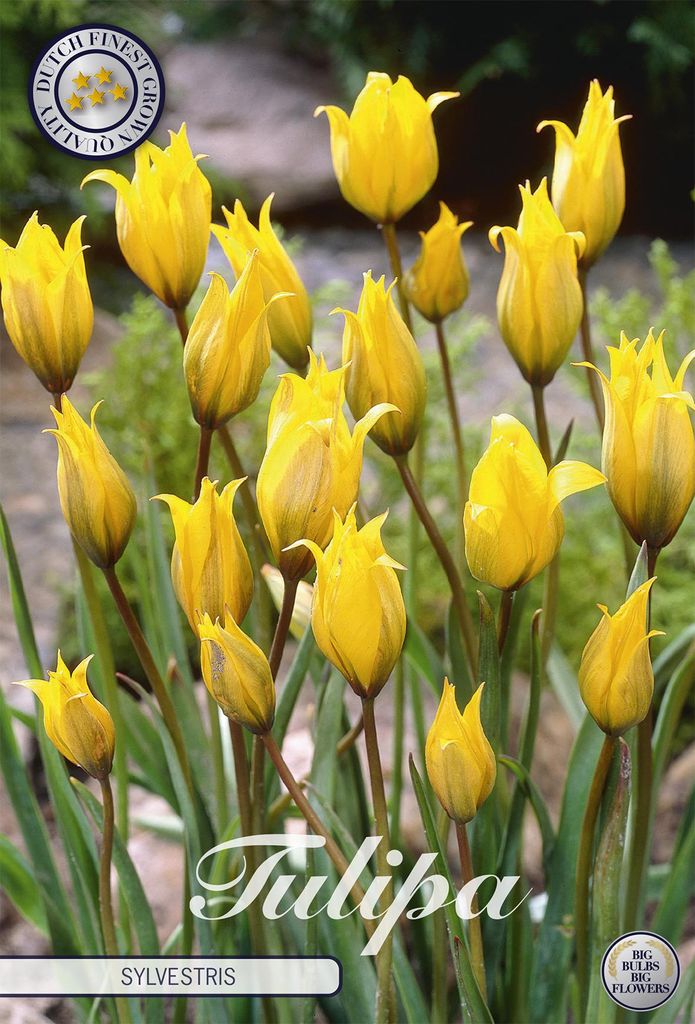 Artikelbild 2 von 'Tulpe Sylvestris (10 Stück)' aus der Kategorie Tulpenzwiebeln