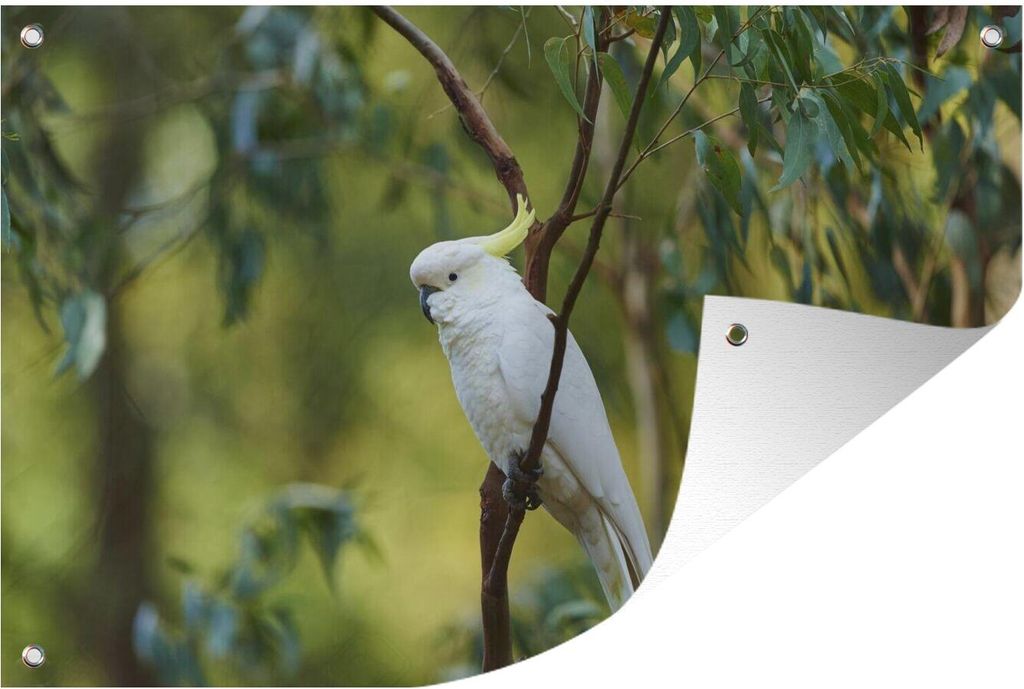 MuchoWow 90x60 cm Outdoor-Poster Gartendeko Sichtschutz Garten Poster für den Garten Weißer Kakadu zwischen grünen Blättern