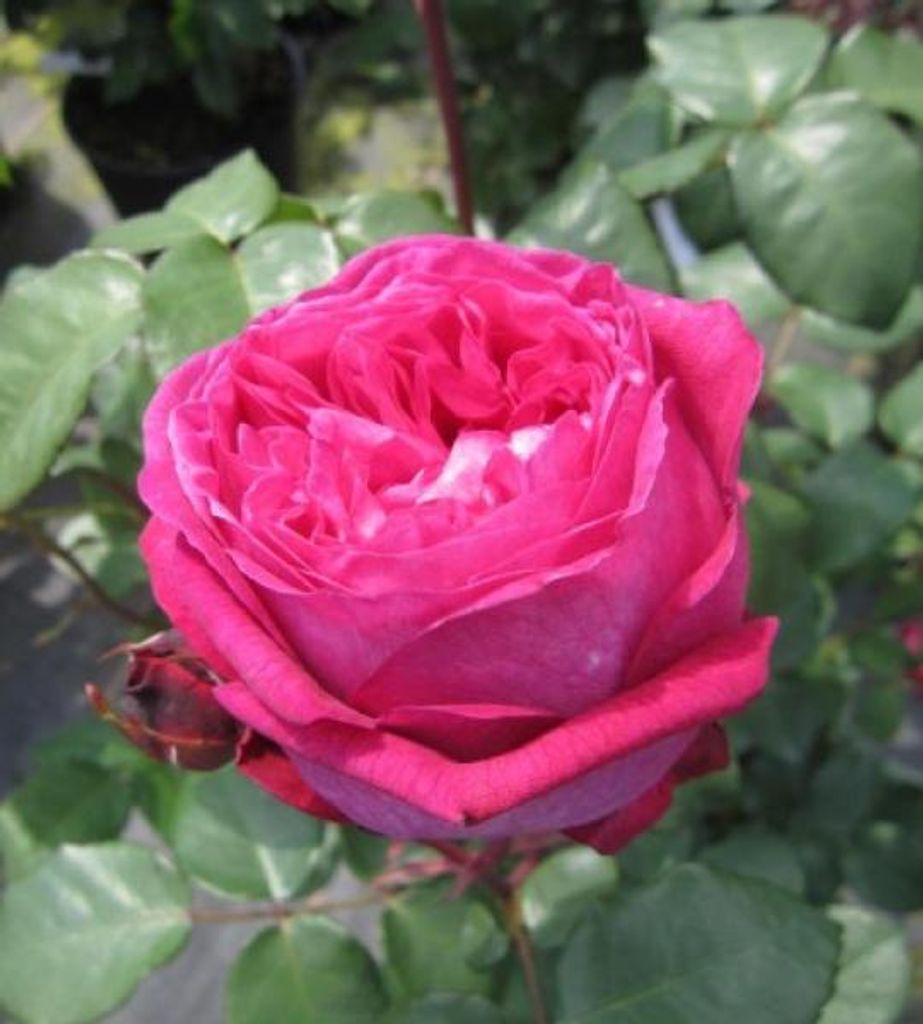 Rosa Freifrau Caroline - Beetrose - Parfuma Rose - Kordes Rose - ADR Rose