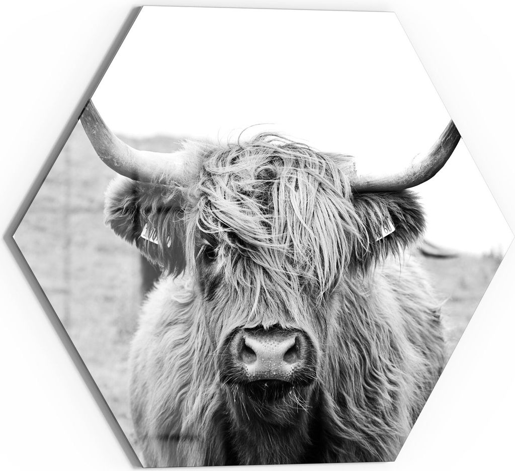 DEQORI Magnettafel Glas 55x48 cm 6-eckig 'Zotteliges Hochlandrind' beschreibbar Whiteboard